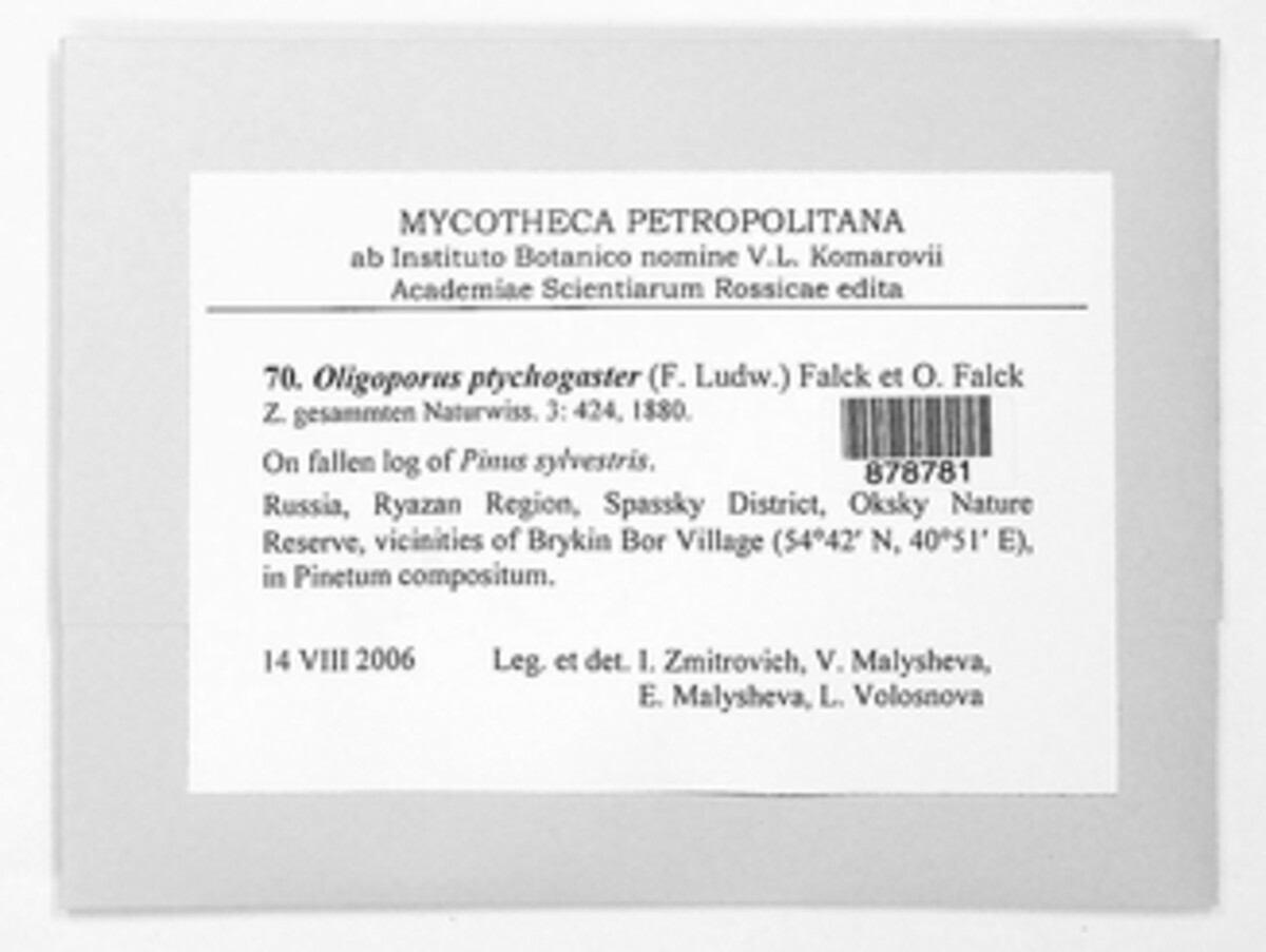 Postia ptychogaster image